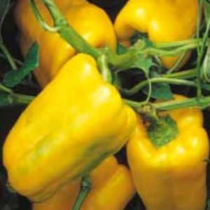 Paprika Golden Queen HY – veliki rumeni debelostenski plodovi