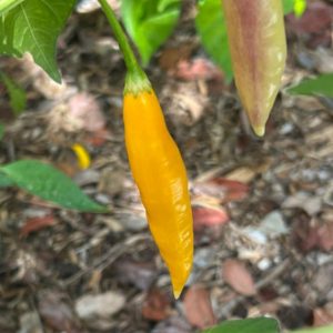 Rumeni čili Aji Gold s podolgovatimi plodovi