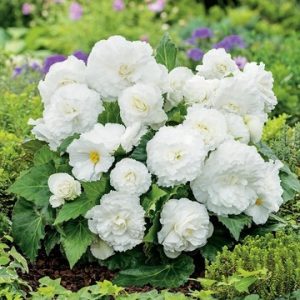 Begonia Superba White bela cvetoča begonija