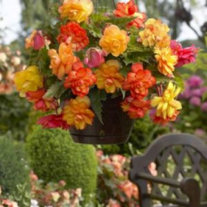 Begonia Golden Balcony rumeno oranžno viseča begonija