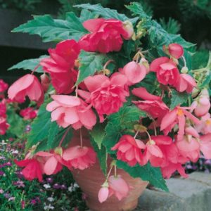 Begonia Pendula Rose rožnata viseča begonija
