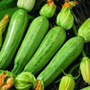 Svetlo zelena marezirana bučka Extra Greyzini F1 s cvetom