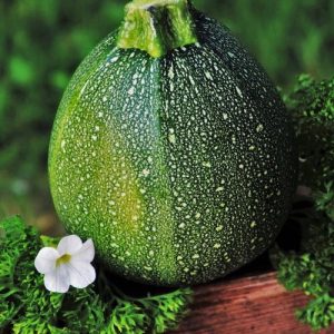 Bučka Tondo di Piacenza – okrogli temno zeleni plodovi italijanske sorte