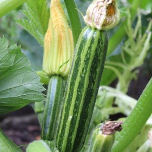 Bučka Romanesco – svetlo zeleni plodovi z vzdolžnimi črtami