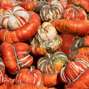 Buča Turk’s Turban – dekorativni plod zelene, bele in rdeče barve