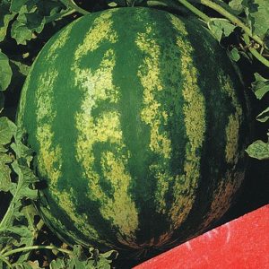 Lubenica Crimson Sweet – velika progasta lubenica z rdečim mesom