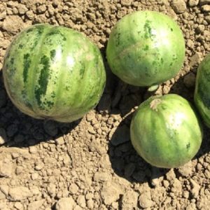 Carosello Round of Manduria – svetlo zeleni okrogli plodovi z belo sredico