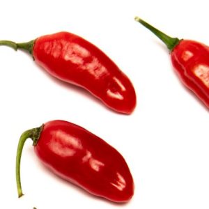 Rdeči čili Bulo Bulo tipa habanero z aromatičnimi plodovi