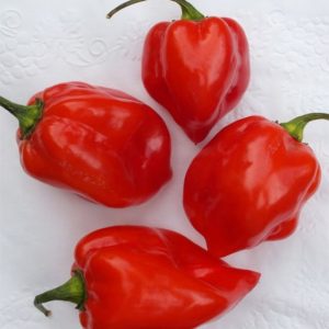 Rdeči čili Habanero z značilno nagubanimi plodovi