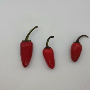 Jalapeno Multicolor – večbarvni plodovi jalapenja med zorenjem