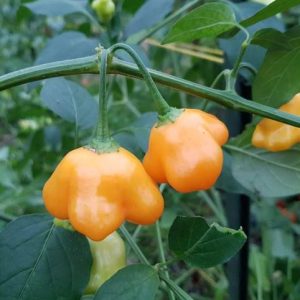 Aji Dulce Sol – rumeni aromatični blagi čili