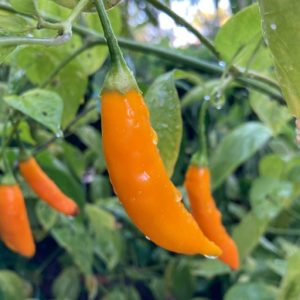 Aji Mango – oranžni podolgovati plodovi z izrazito sadno aromo