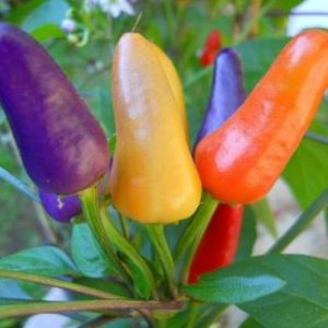 Čili Aurora – barvno spreminjajoči se plodovi okrasnega čilija