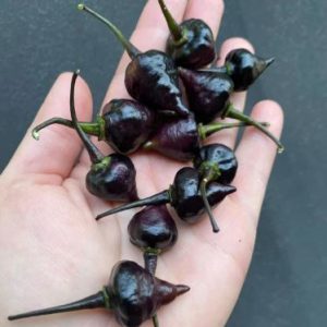 Black Chupetinho – majhni črni kapljičasti plodovi čilija