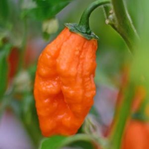 Carbonero – oranžni aromatični čiliji sadnega okusa