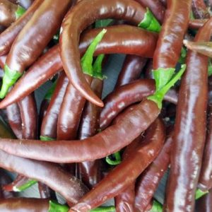 Cayenne Chocolate – dolgi čokoladno-rjavi plodovi čilija
