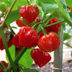 Habanero Tobago Seasoning – rdeči blago pekoči habanero plodovi