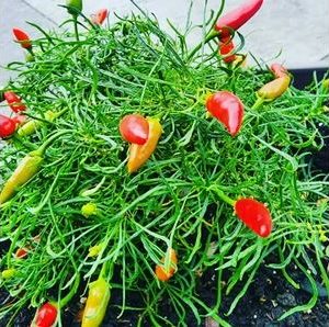 Mutant Candlelight Caramel – redka nitastolistna okrasna sorta karamelne barve