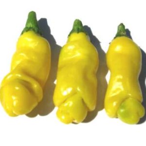 Peter Penis Yellow – rumeni čili z značilno obliko