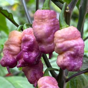 Pink Peach Reaper – rožnato-breskovi super-hot plodovi čilija