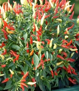 Sparkler – večbarvni pokončni plodovi kompaktne okrasne sorte