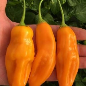 Sugar Rush Orange – podolgovati oranžni sadni plodovi čilija