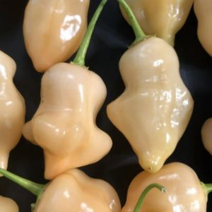 Sugar Rush × Mango – rumeno-oranžni sadni čiliji z mangovo aromo