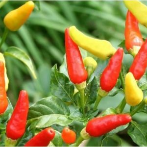 Čili Tabasco – drobni pokončni plodovi rdeče barve