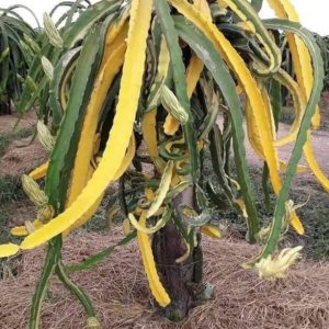 Pitaja Variegata – pisani poganjki v zelenih, rumenih in belih odtenkih