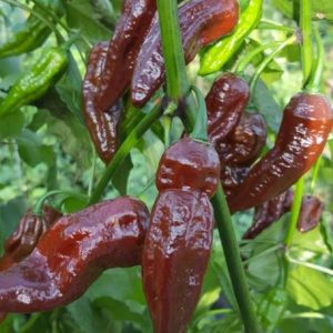 Temno rjavi čili Fatali Brown s podolgovatimi plodovi