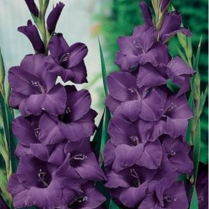 Gladiolus Blue modra gladiola