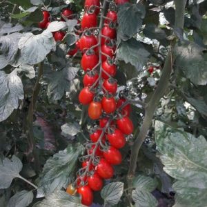 Paradižnik Honey Red F1 – rdeči datterino plodovi izjemno sladkega okusa