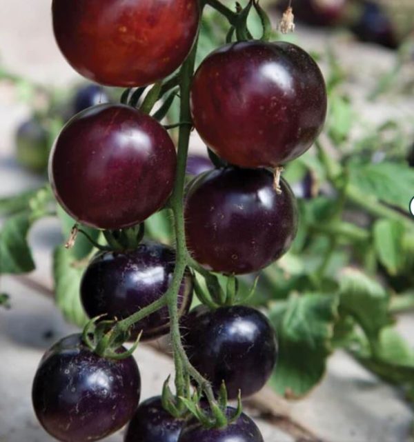 Paradižnik Indigo Rose s temno vijoličnimi in rdečimi plodovi na rastlini