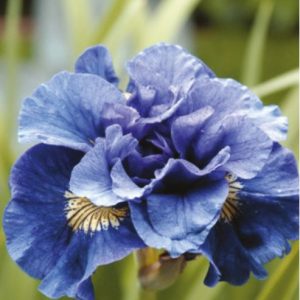 Iris Sibirica Concord Crush modro vijolična sibirska perunika