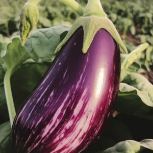 Pisani jajčevec Cremisia F1 z belo vijolično obarvanimi plodovi