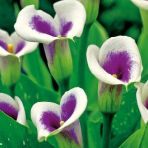 Zantedeschia Picasso belo vijolična kala