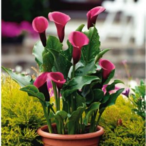 Zantedeschia Rose Queen ciklamna kala