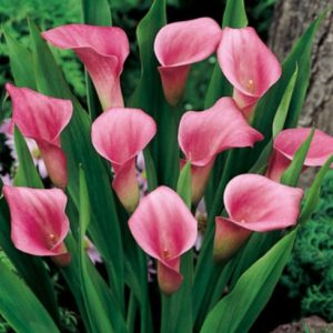Zantedeschia Pink rožnata kala