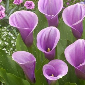 Captain Violetta vijolična kala