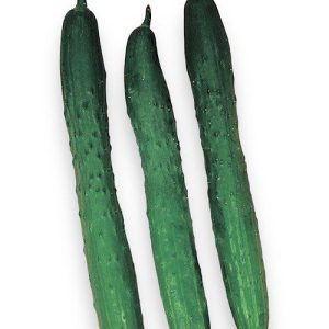 Kumara Tasty Green F1 – dolga japonska temno zelena solatna kumara