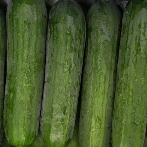 Kumara Portobello F1 – enakomerni temno zeleni plodovi solatne kumare