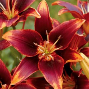 Asiatic Lily Forever Susan oranžno rdeča lilija