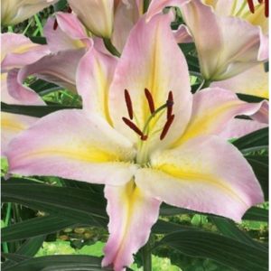 Lily Oriental Hocus Pocus rožnato rumena orientalska lilija