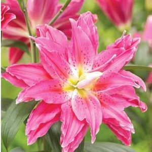 Lilium Roselily July rožnata lilija