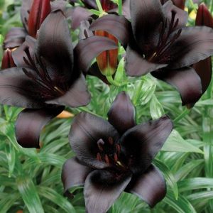 Lily Landini temno rdeča skoraj črna lilija