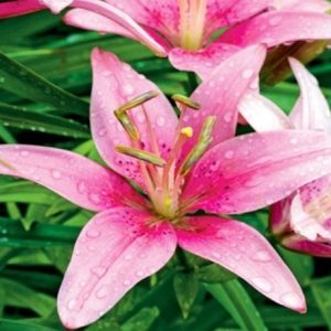 Asiatic Lilium Pink rožnata azijska lilija