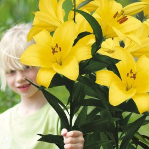 Lilija Yellow Planet rumena lilija