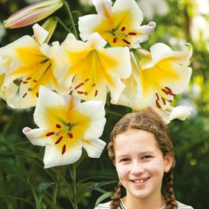 OT Hybrid Lily White Yellow belo rumena lilija