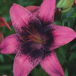 Asiatic Lilium Purple vijolična azijska lilija