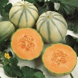 Melona Cantaloupo di Charentais – oranžno meso in sivo-zelena lupina